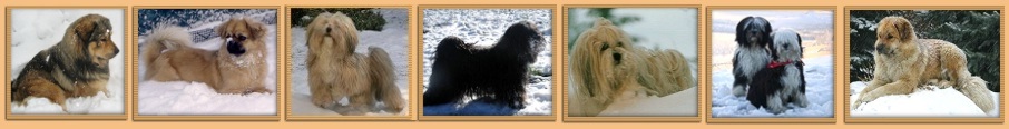 im Bild: Tibet Spaniel, Lhasa Apso, Tibet Terrier, Do Khyi